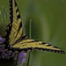 Swallowtail Butterfly on a Teasel by skipt07