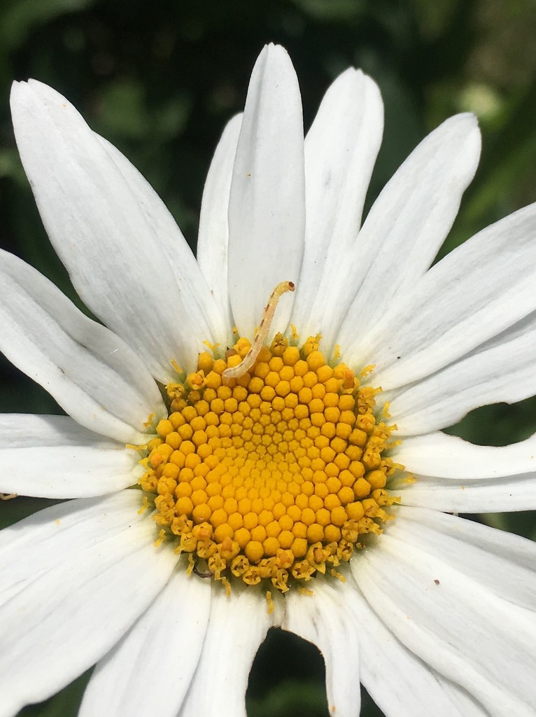 inchworm + daisy by wiesnerbeth