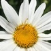 inchworm + daisy by wiesnerbeth