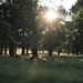 Trees in Richmond Park by oldjosh