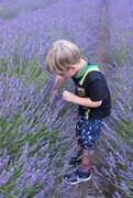 10th Jul 2017 - Lavender boy....