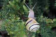 17th Jul 2017 - Garden Snail