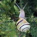 Garden Snail by jamibann