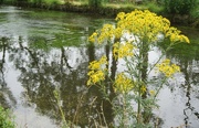 17th Jul 2017 - ragwort and reflections
