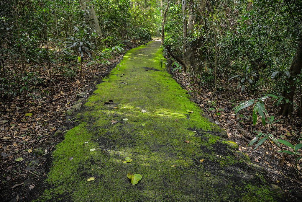 Green path by jeneurell