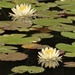 Water lilies  by radiogirl
