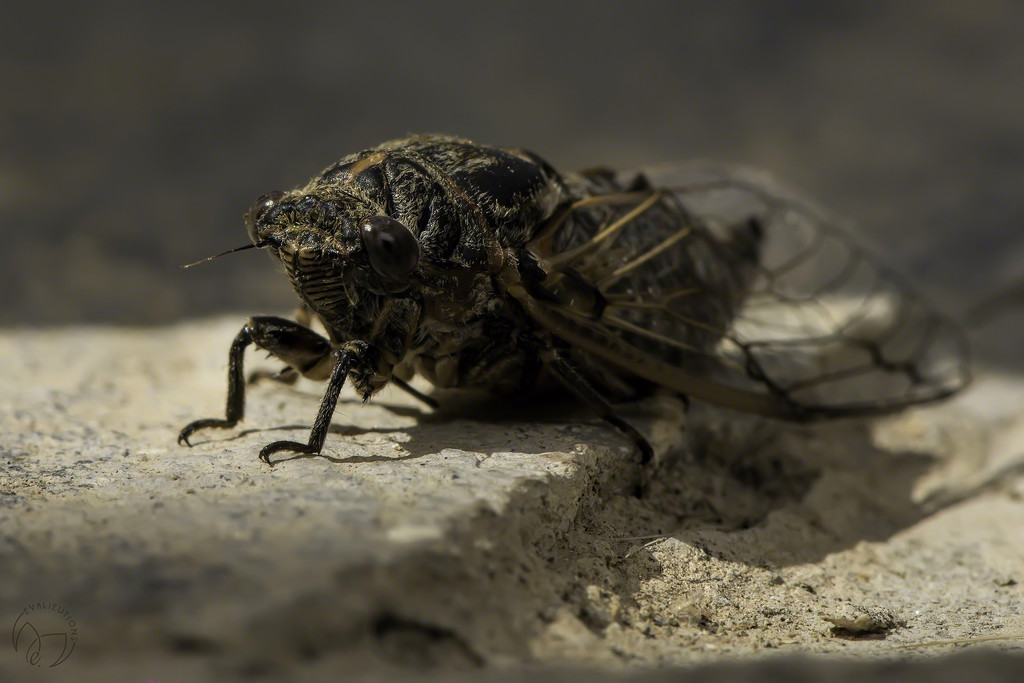 Cicada Rescue by evalieutionspics