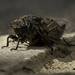 Cicada Rescue by evalieutionspics