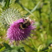 Thistle by philhendry
