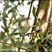 Reed warbler by rosiekind