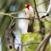 Red-crested Cardinal by irishmamacita10