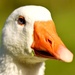 goose portrait by christophercox
