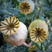 Poppy-seed heads  by beryl