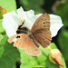 Cheeky butterfly! by bigmxx