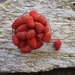 Raspberry picking by kwind