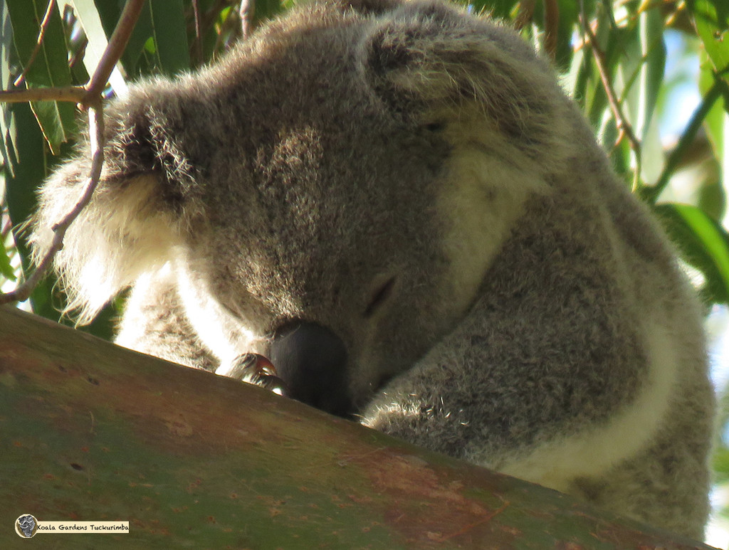 kindy nap by koalagardens