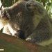 kindy nap by koalagardens