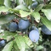 Hedgerow Sloes by cataylor41