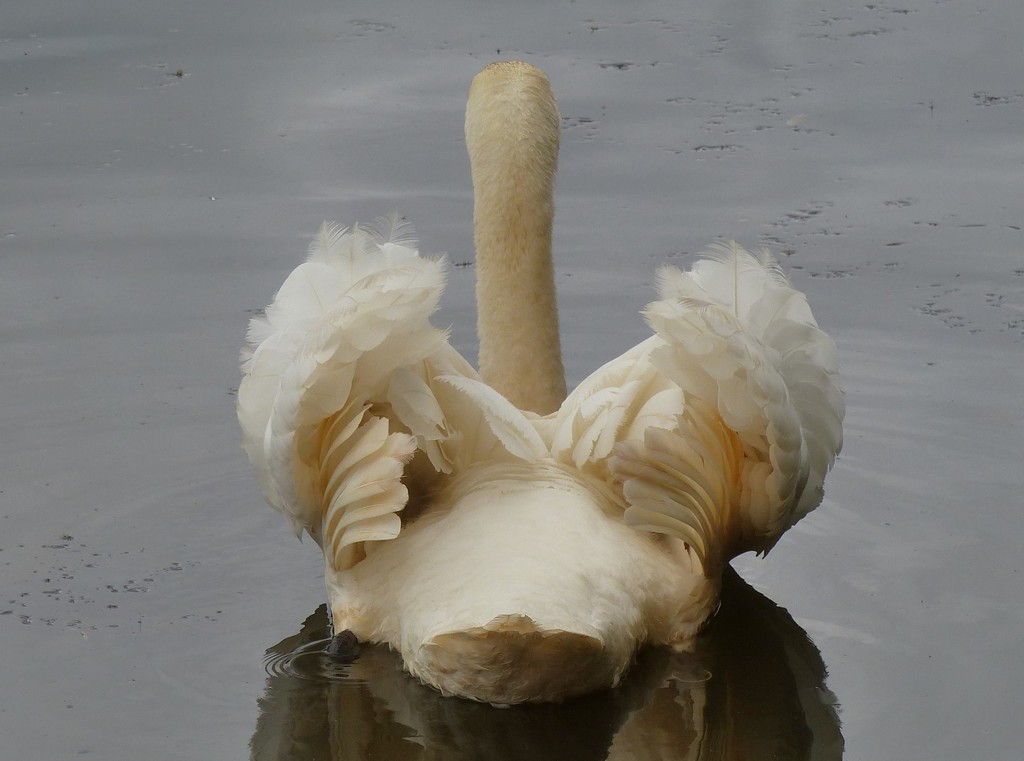  Swan - Unusual View  by susiemc