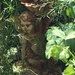 Fairy in the garden by 365projectmaxine