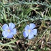 Flax, Linum usitatissimum by sandlily