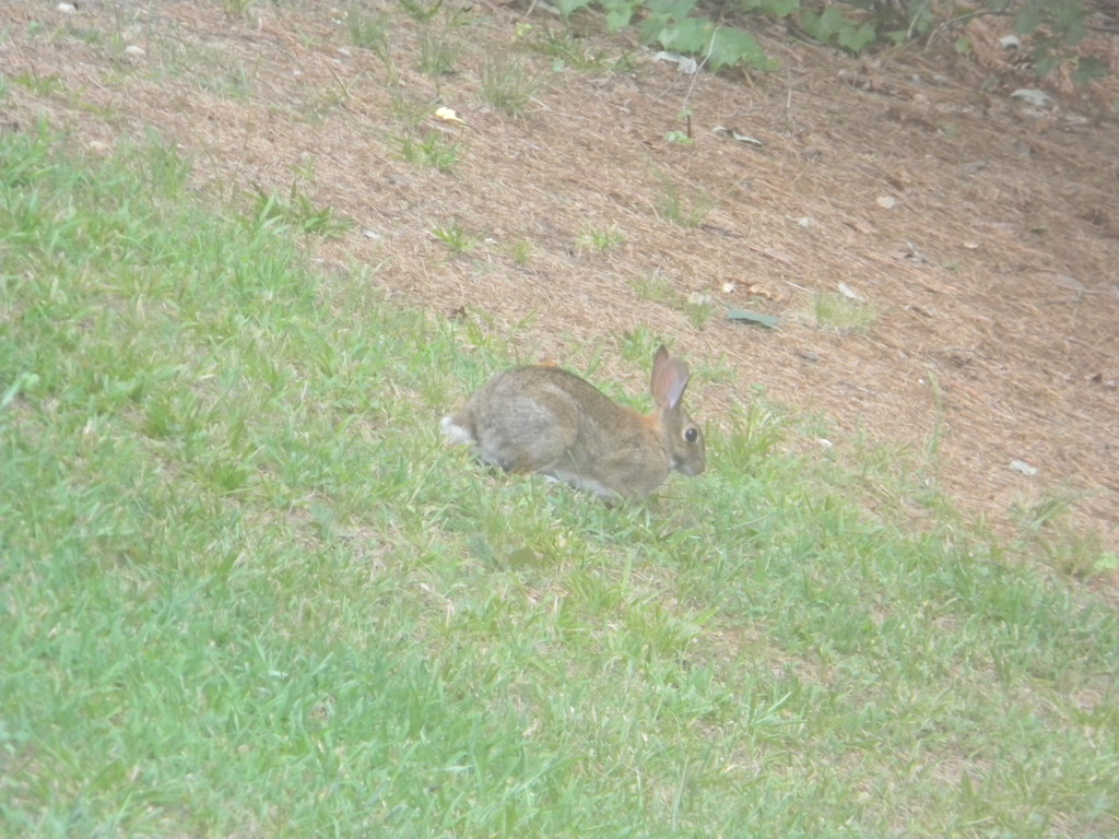 Rabbit in Backyard at Angle by sfeldphotos