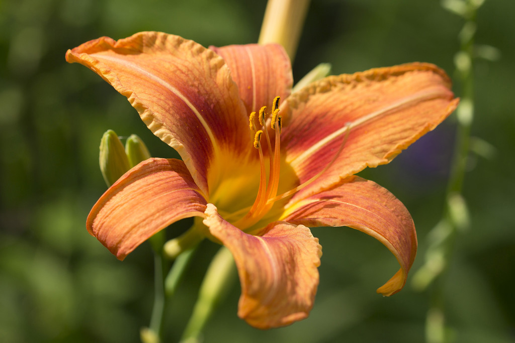 Daylily by gaylewood