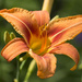 Daylily by gaylewood