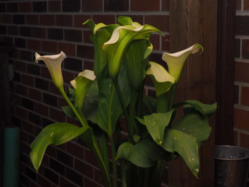 Calla Lilies by selkie