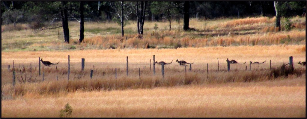 Roos on the run. by robz