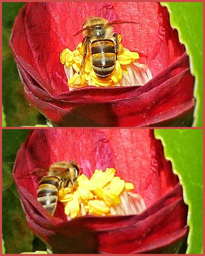Busy little bee............. by ludwigsdiana