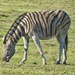 A Zebra enjoying the green grass after the rain........ by ludwigsdiana