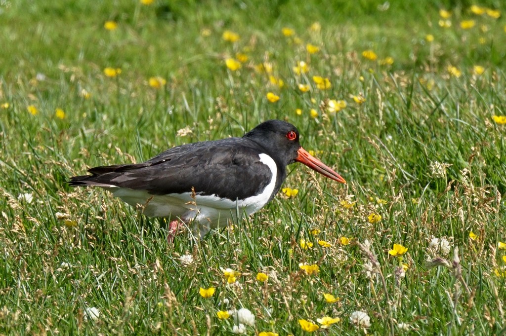 OYSTERCATCHER AND BUTTERCUPS by markp