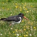 OYSTERCATCHER AND BUTTERCUPS by markp