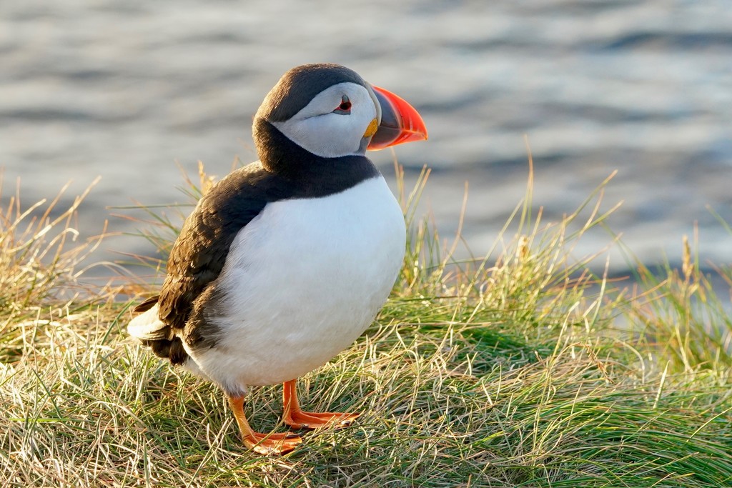 LATE EVENING PUFFIN by markp