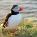 LATE EVENING PUFFIN by markp