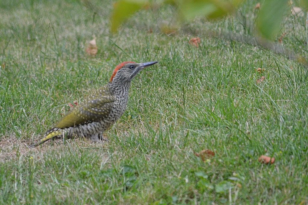Green woodpecker by jon_lip