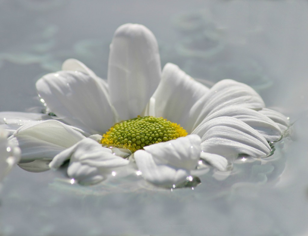 Floating Flower.  by wendyfrost