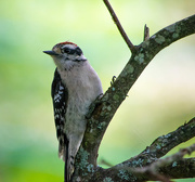 15th Jul 2017 - Downy Woodpecker