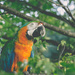 Macaw in a Maple Tree by lyndemc
