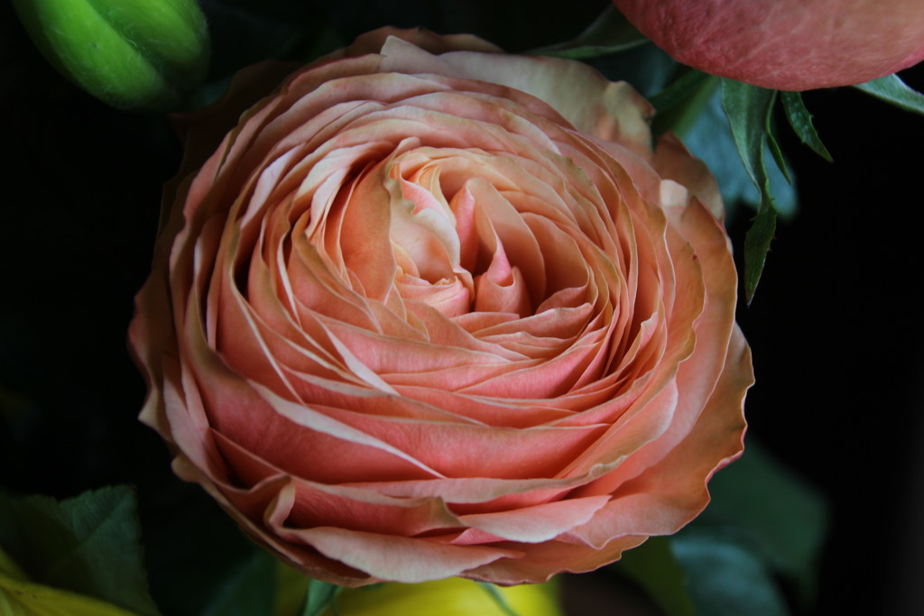 Anniversary Bouquet Rose by bjchipman
