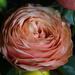Anniversary Bouquet Rose by bjchipman