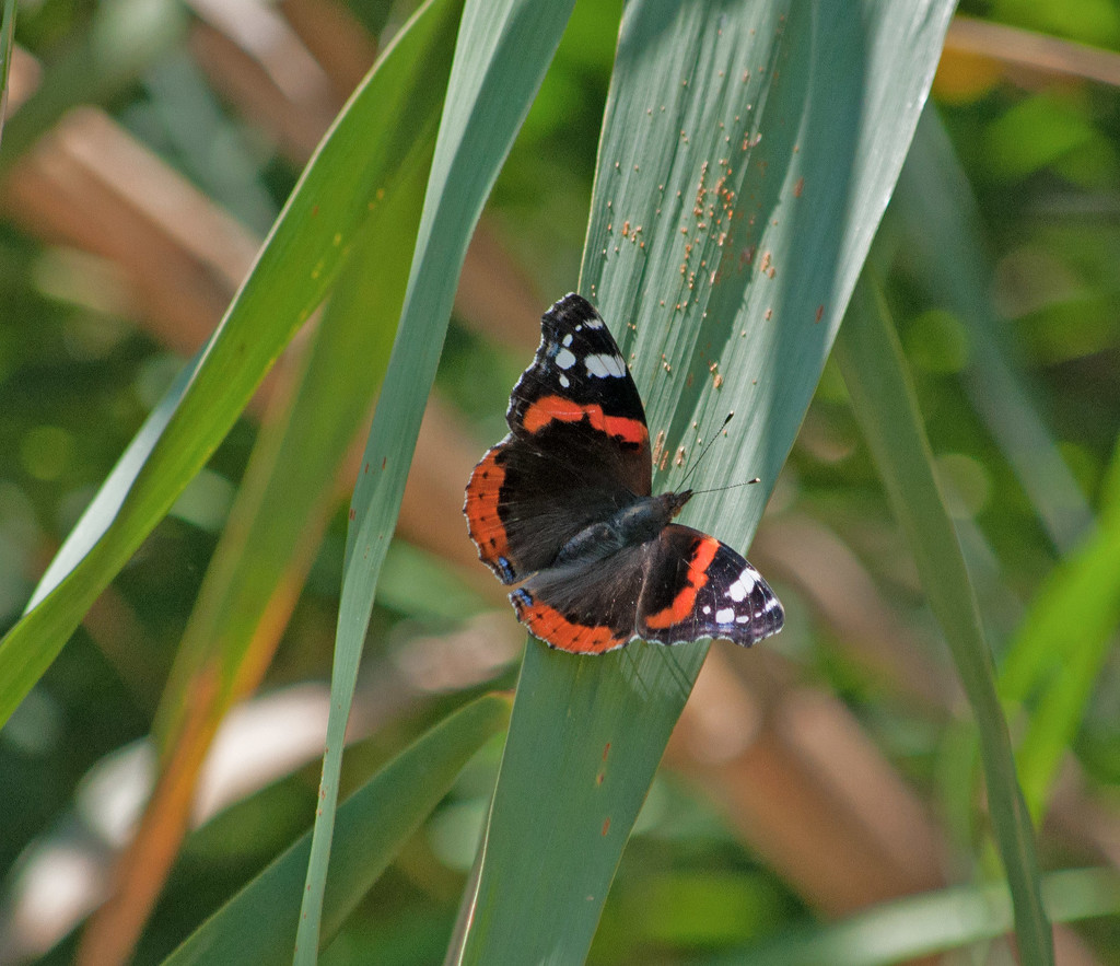 Red Admiral butterfly  by philbacon