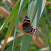 Red Admiral butterfly  by philbacon