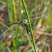 Golden-Ringed Dragonfly by philhendry