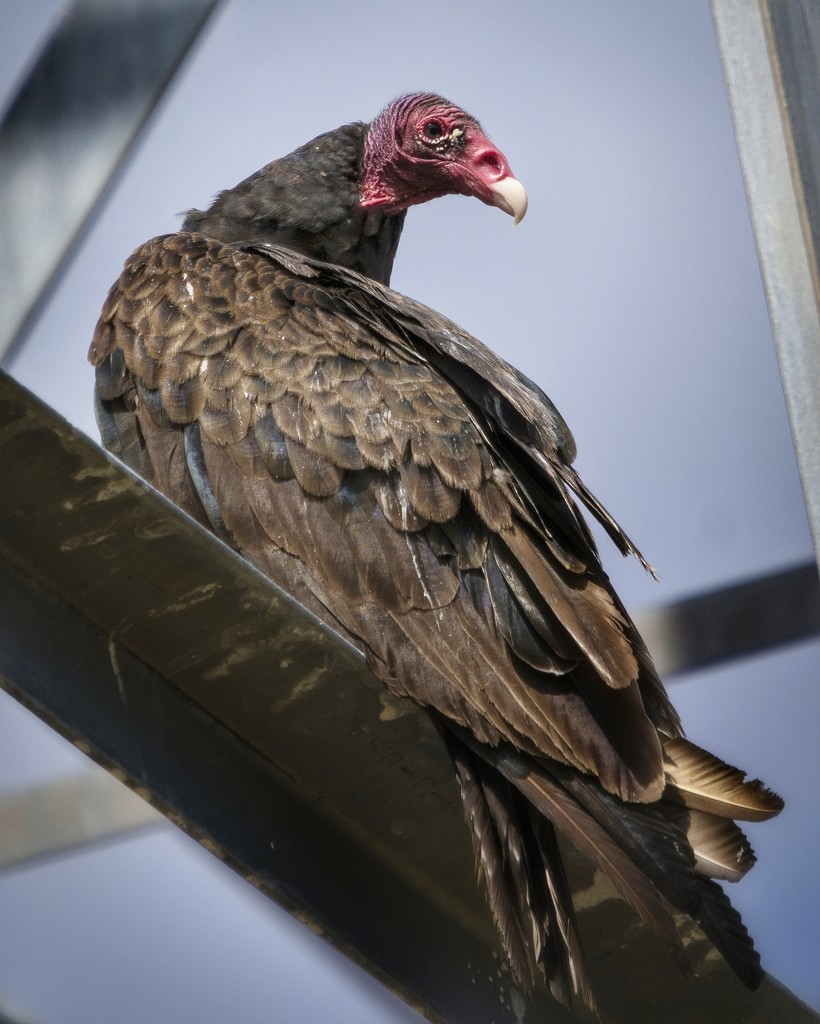 Turkey Vulture by irishmamacita10