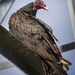 Turkey Vulture by irishmamacita10