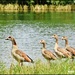 Egyptian goose family by rosiekind