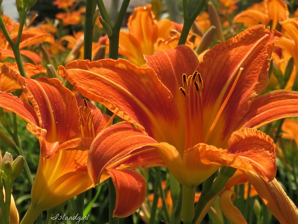 Lilies are Open  by radiogirl