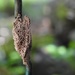 Vapourer moth eggs by roachling